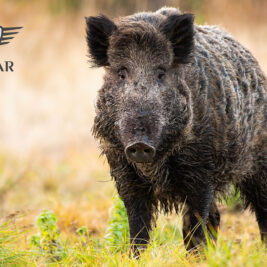 Wild Boar - COVER