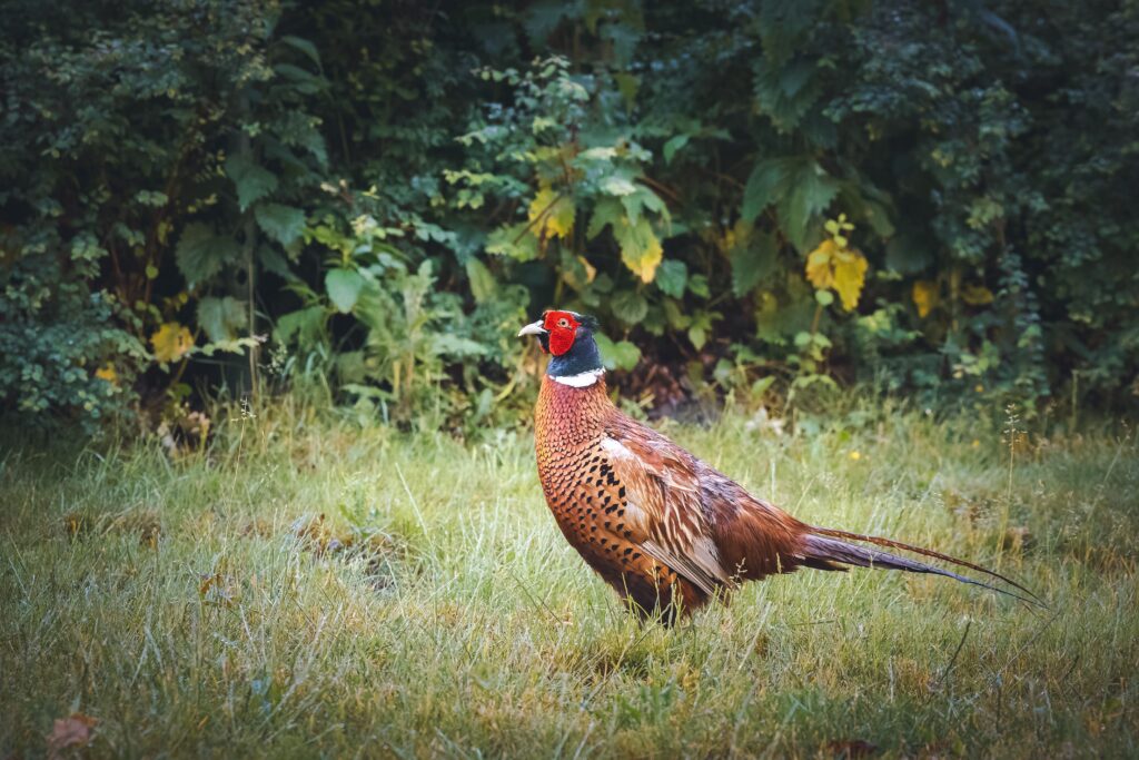 Male pheasant in lush greenery